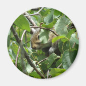 Squirrel Hiding in a Tree Magnet マグネット (正面)