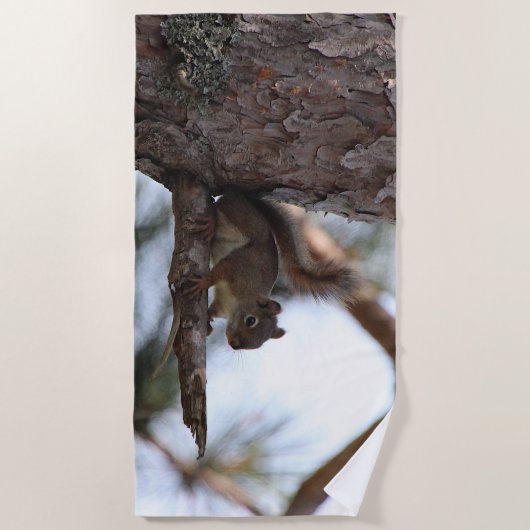 Squirrel in a Pine Tree Beach Towel ビーチタオル (正面)