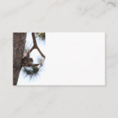 Squirrel in a Pine Tree Business Cards 名刺 (正面)