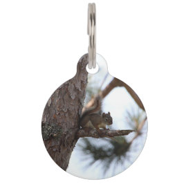 Squirrel in a Pine Tree Pet Tag ペット　ネームタグ