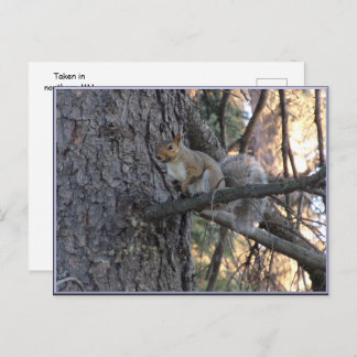 Squirrel in Tree Postcard ポストカード