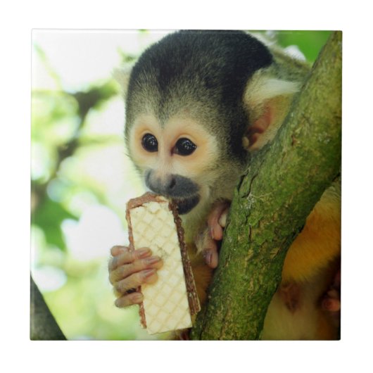 Squirrel Monkey Eating a Wafer Biscuit タイル (正面)