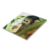 Squirrel Monkey Eating a Wafer Biscuit タイル (側面)