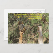 Squirrel Nnjaトレーニングのヒント ポストカード (正面/裏面)