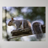 Squirrel Perched on a Tree Branch ポスター (正面)