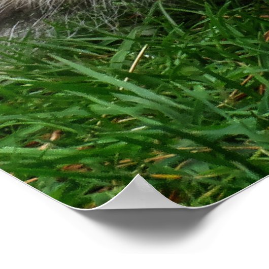 Squirrel Standing ポスター (角)