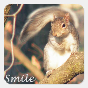 Squirrel Stickerスマイルの氏 スクエアシール