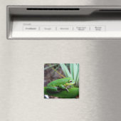 Squirrel Tree Frog、Timucuan Preserve、フロリダ州 マグネット (インサイチュ (食洗機))
