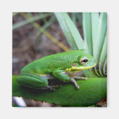 Squirrel Tree Frog、Timucuan Preserve、フロリダ州 マグネット (正面)