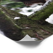 Squirrel Winter Photo Valueポスター紙（マット） ポスター (角)