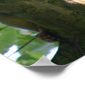 Squirrelmonkeyポスター ポスター (角)