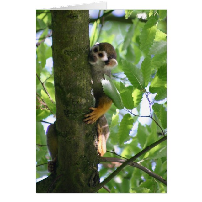 Squirrelmonkey (正面)