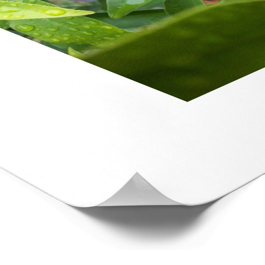 SRFによる最初のクムカート ポスター (角)