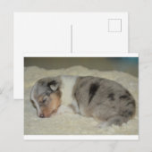 SSブルーメルレホワイトとタンパピーハガキ ポストカード (正面/裏面)