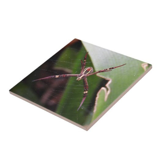 St Andrewの十字のくものタイル タイル (側面)