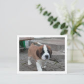 st bernard pup.png ポストカード (スタンド正面)