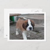 st bernard pup.png ポストカード (正面/裏面)