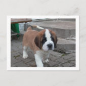 st bernard pup.png ポストカード (正面)