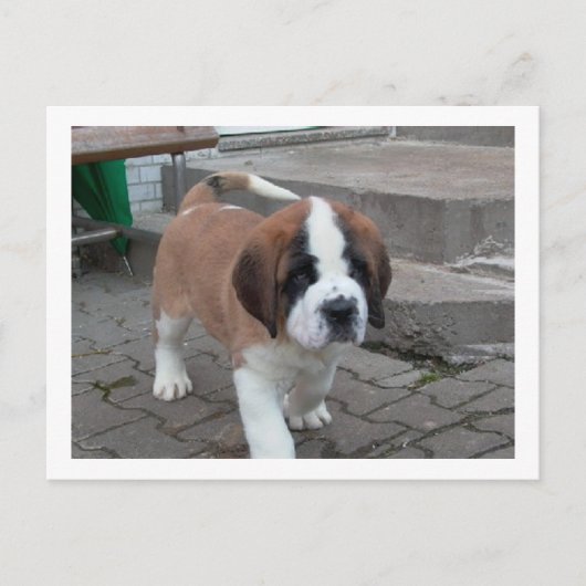 st bernard pup.png ポストカード (正面)