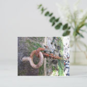 St Ivesのボートの鎖 ポストカード (スタンド正面)