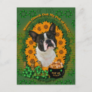 St patricks-金ゴールドのポット- Boston Terrier ポストカード