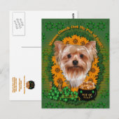 St patricks-金ゴールドのポット- Yorkshire Terrier ポストカード (正面/裏面)