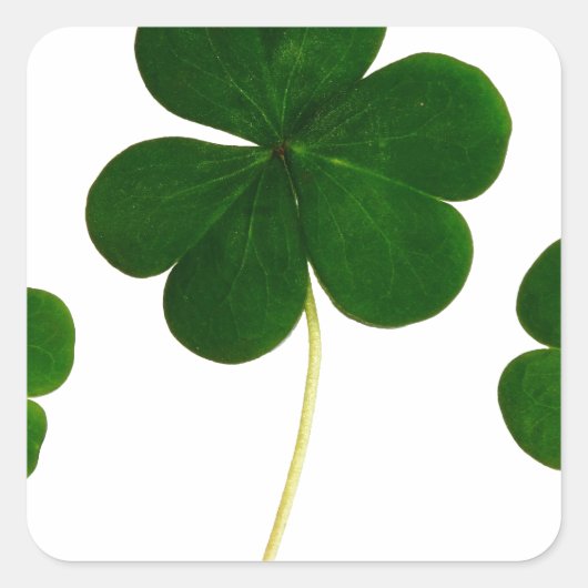 st patricks dayクローバーのシャムロック スクエアシール (正面)