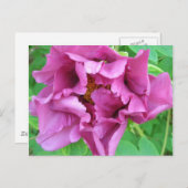 Staceyの花柄 ポストカード (正面/裏面)