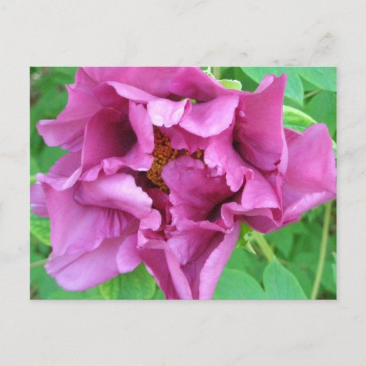 Staceyの花柄 ポストカード (正面)