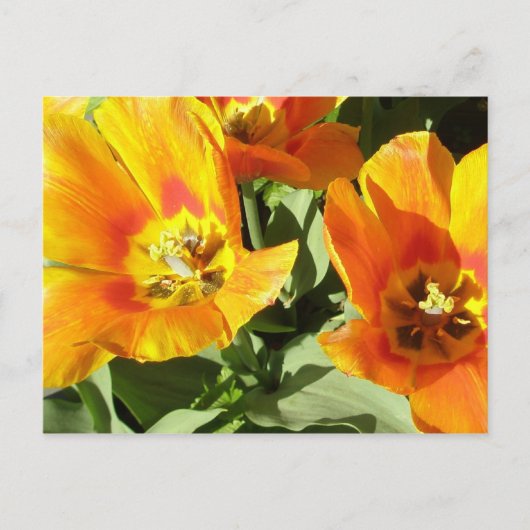 Staceyの花柄 ポストカード (正面)