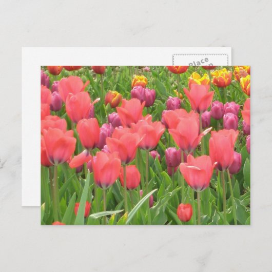 Staceyの花柄 ポストカード (正面/裏面)