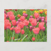 Staceyの花柄 ポストカード (正面)