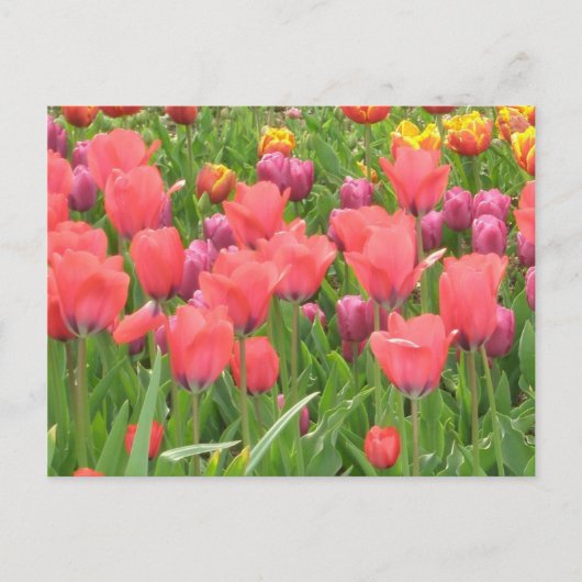 Staceyの花柄 ポストカード (正面)