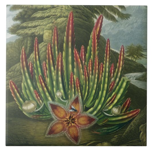 Stadler著刻まれるウジ軸受けStapelia タイル (正面)