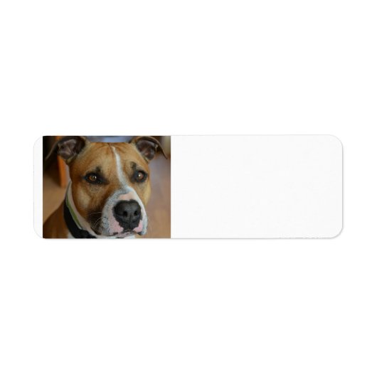 staffy.png ラベル (正面)