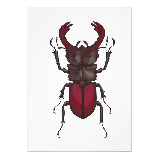 Stag beetle フォトプリント            (正面)