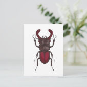 Stag beetle ポストカード (スタンド正面)