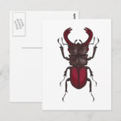 Stag beetle ポストカード (正面/裏面)
