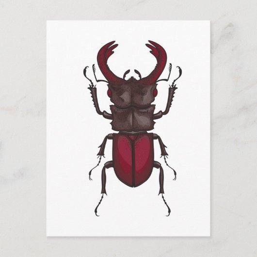 Stag beetle ポストカード (正面)