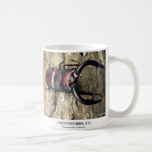 Stag Beetle,Prosopocoilus inclinatus コーヒーマグカップ (右)
