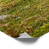 Stag in Scotlandポスター/プリント ポスター (角)