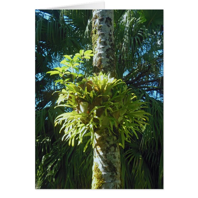 Staghornシダ (正面)