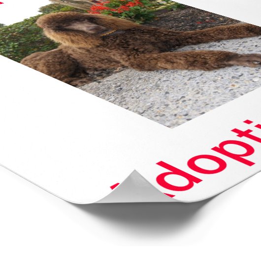 Standard Poodle Dog Adoptions Today Sign ポスター (角)