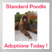 Standard Poodle Dog Adoptions Today Sign ポスター (正面)