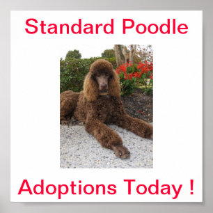 Standard Poodle Dog Adoptions Today Sign ポスター