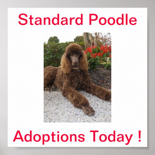 Standard Poodle Dog Adoptions Today Sign ポスター (正面)