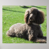 Standard Poodle Poster ポスター (正面)