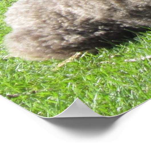 Standard Poodle Poster ポスター (角)