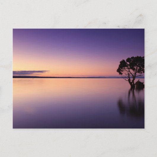 Standard Postcard ポストカード (正面)