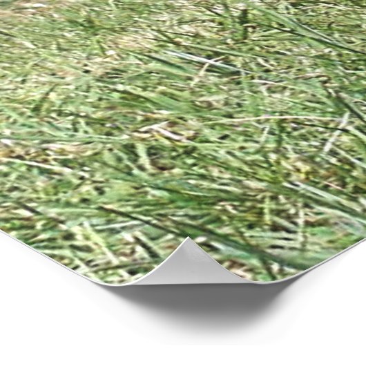 Standing Keeshond Dog ポスター (角)